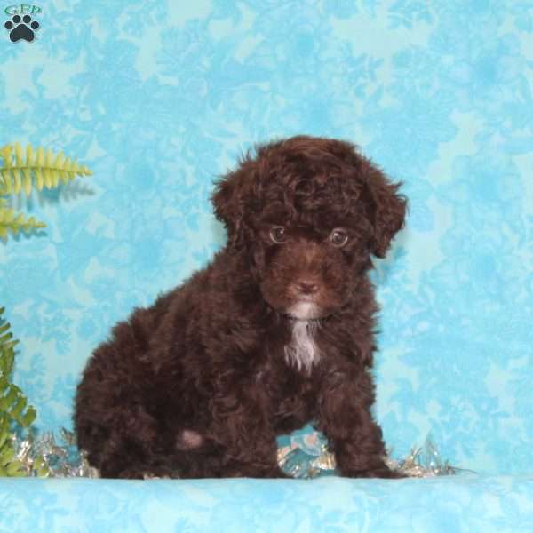 Jack, Toy Poodle Puppy